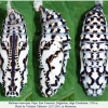 melitaea interrupta daghestan pupa1